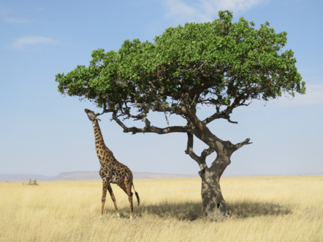 Serengeti National Park - Reikhalzend