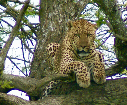 Tanzania - Are you watching me? I am watching you!