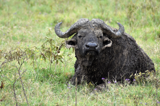 Serengeti National Park - Modder helpt toch tegen insecten?