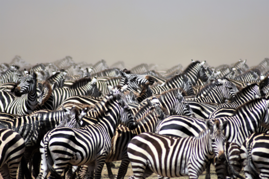 Serengeti National Park - Denk niet wit, denk niet zwart, denk niet zwart-wit...........