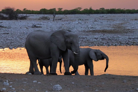 Etosha National Park - De zonder gaat onder, dus de parade kan beginnen!!