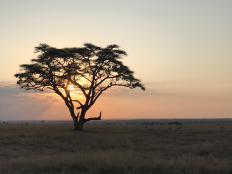 Serengeti National Park - Zo stil ... zo wijds ... zo adembenemend mooi!