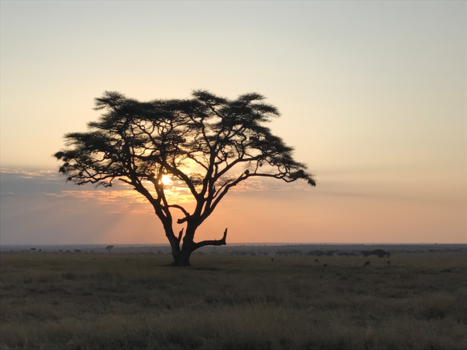 Serengeti National Park - Adembenemende zonsopgangen