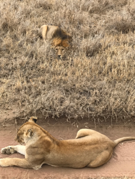 Serengeti National Park - Leeuwen op 1mtr afstand