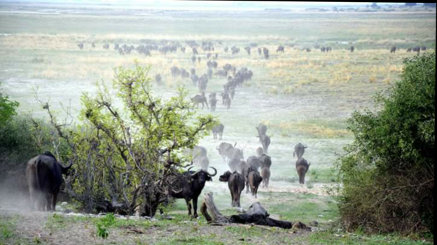 Chobe National Park - In Afrika is het even zoeken naar water