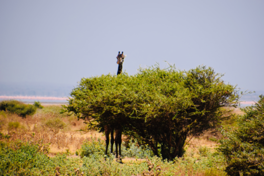 Tanzania - Hide and seek