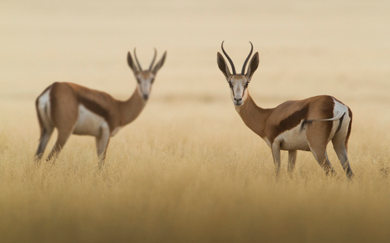Namibië - Springbokken