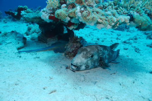 Rode Zee - Lekker chillen in de schaduw