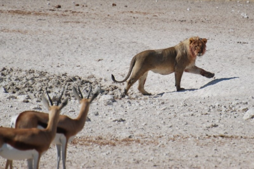 Etosha National Park - Don't worry, I just had lunch