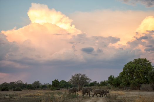 South Luangwa National Park - Elephant Sunset