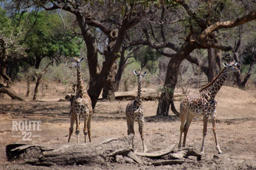 South Luangwa National Park - Drinken voor de tent