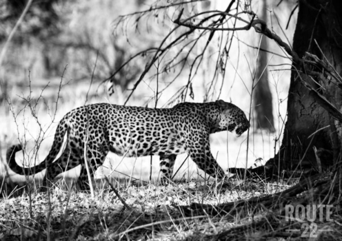 South Luangwa National Park - Kitty