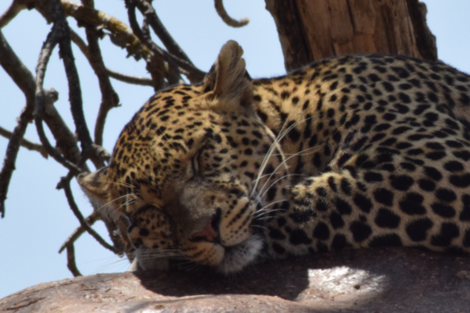 Tanzania - Sleeping Leopard