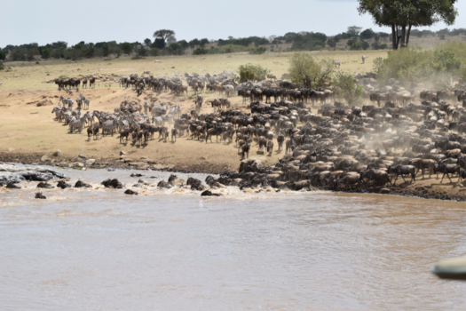 Tanzania - Migratie van de Mara River