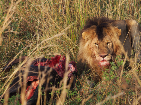 Tanzania - Een heerlijk hapje in de Serengeti
