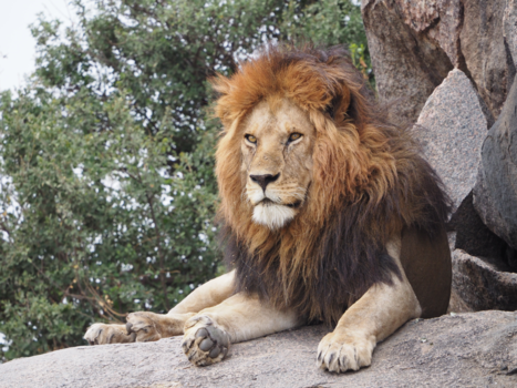 Serengeti National Park - De echte King van Afrika