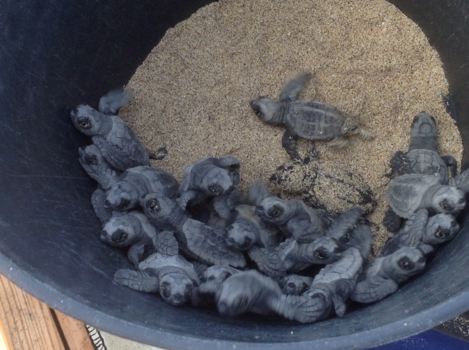 Kaapverdië - Jonge schildpadjes net uit het ei.