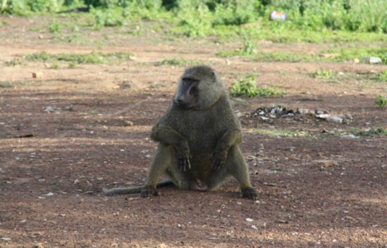 Ghana - Even letterlijk de boel de boel laten