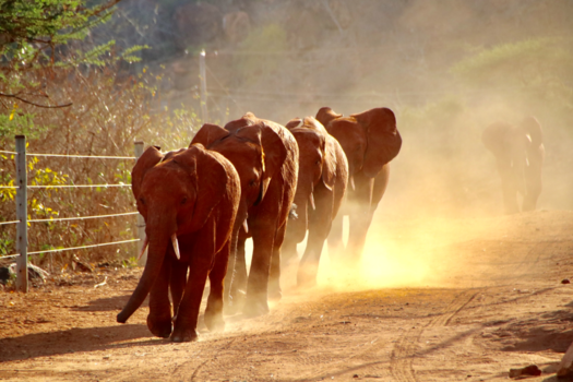 Kenia - Orphan baby elephants in Kenya