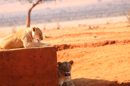 Kenia - Safari in Tsavo east Kenia