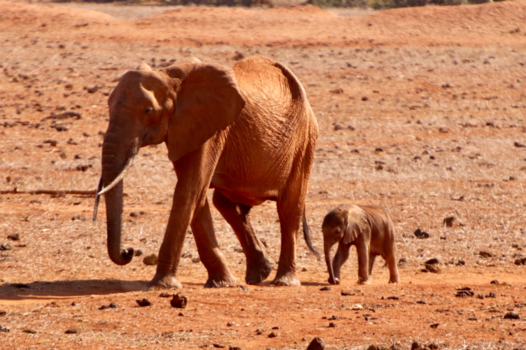Kenia - Voi safari lodge