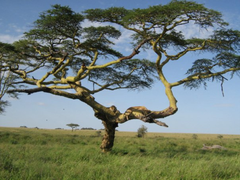 Tanzania - Beautiful day in the Serengeti National Park