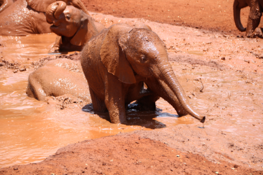 Kenia - Baby elephants taking a mud bath