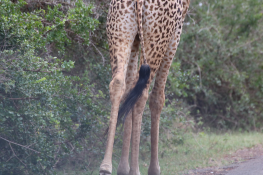 Kenia - Lange slanke benen steken de zandweg over