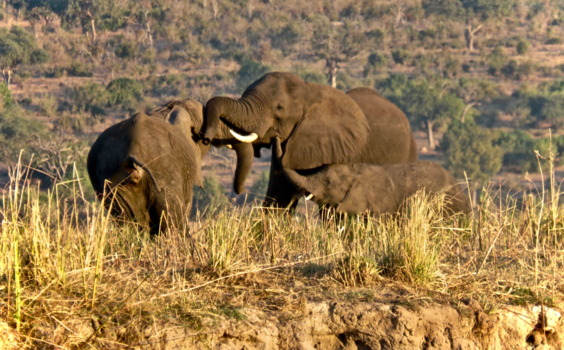 Botswana - Wildlife family
