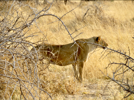 Etosha National Park - Zebra hunt Fischer’s Pan