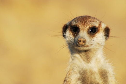 Makgadikgadi Pan - Eyes can say more than words