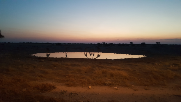 Etosha National Park - Giraffes cocktail hour
