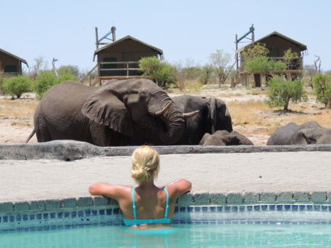 Botswana - Elephant Sands, where elephants rule!