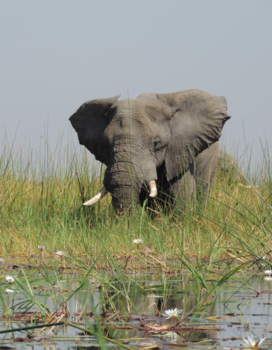 Botswana - Okavango, delta