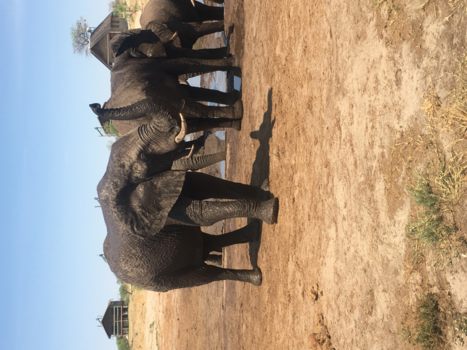 Botswana - Elephant sands