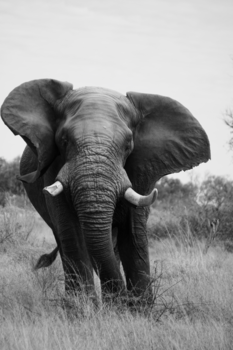 Moremi Game Reserve - Oog in oog met deze fantastische reus van Afrika.