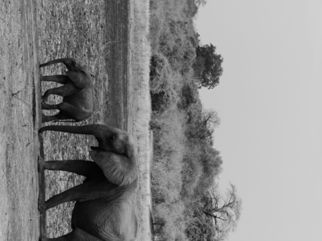 Zambia - Olifanten liefde