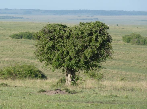 Malindi en Mombasa - Harten boom in de masai mara kenya