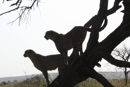 Krugerpark - samen op uitkijk