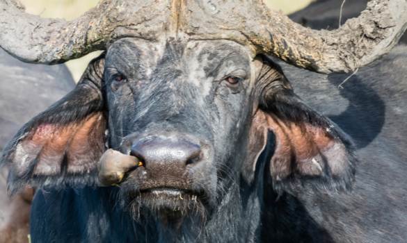 Botswana - Chobe Resident