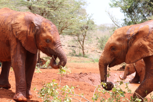 Kenia - Elephants sharing their food