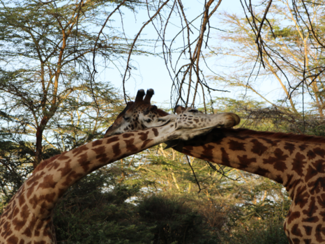 Kenia