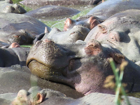 Tanzania - Nijlpaardengeluk