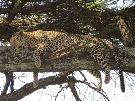 Tanzania - Luierend luipaard