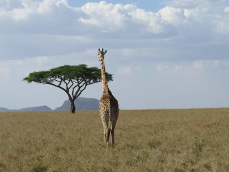 Tanzania - Eindeloze vlakte