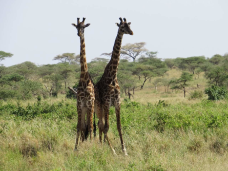 Tanzania - Ruziënde giraffen