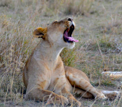 Ngorongoro krater - Mr. Lazy