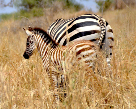 Tanzania - Bijzonder