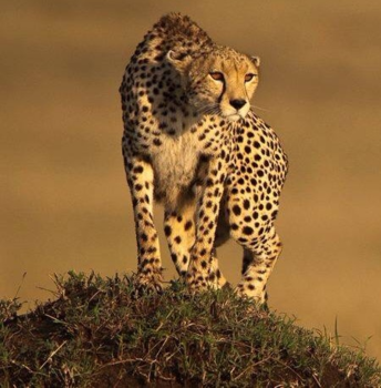 Kenia - Wat is daar?