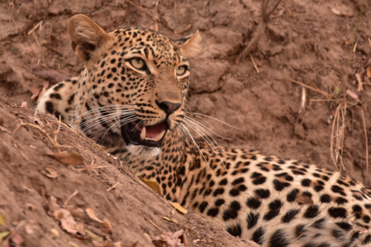 South Luangwa National Park - He lekker ding